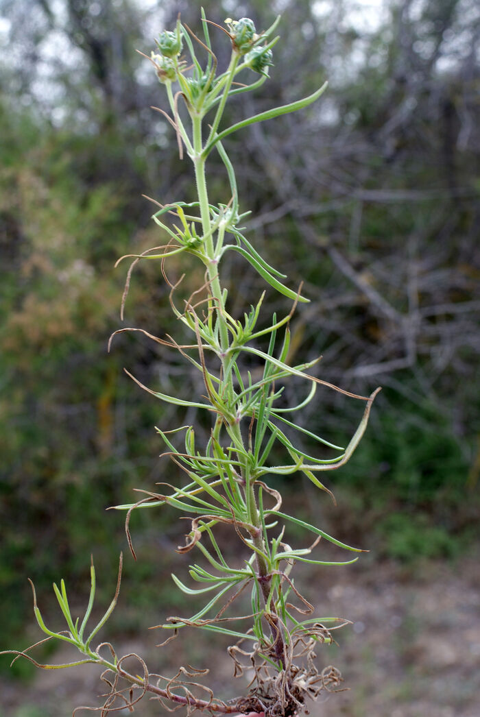 Flore de la Corse