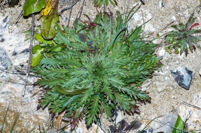 Flore de la Corse