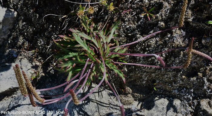 Flore de la Corse