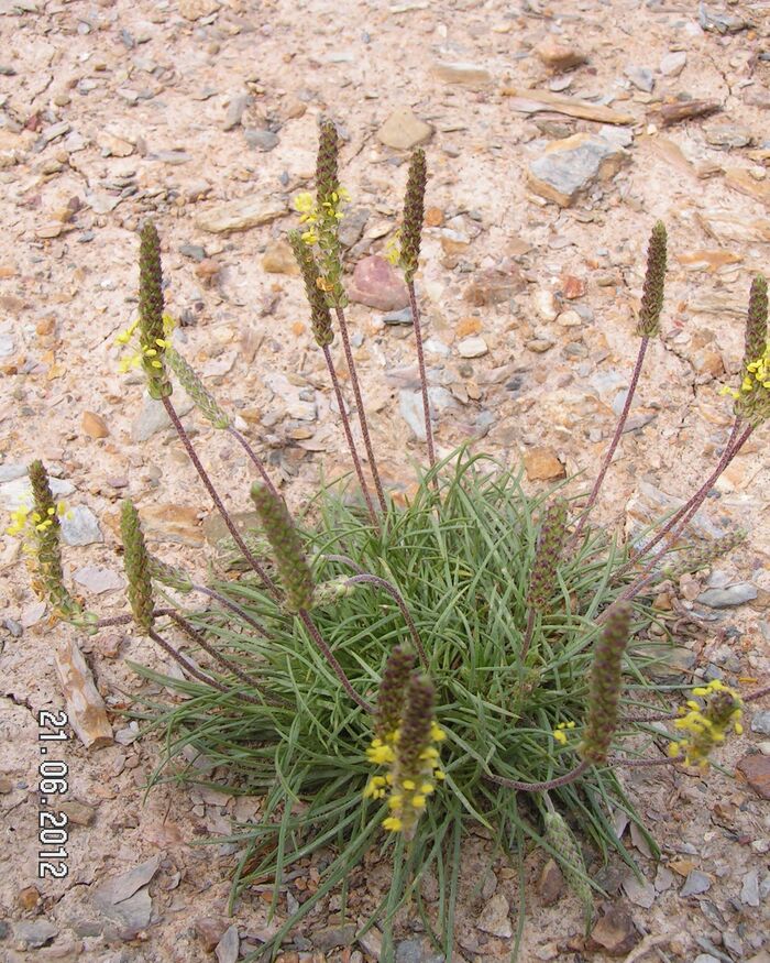 Flore de la Corse