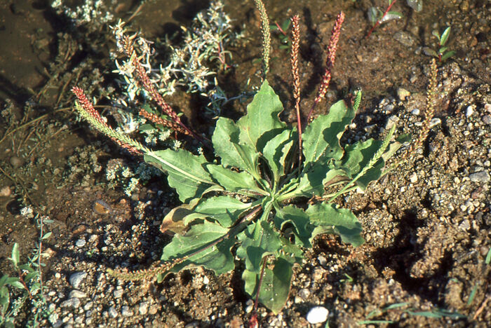 Flore de la Corse