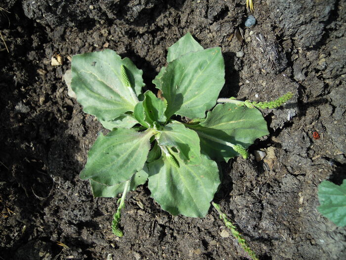 Flore de la Corse