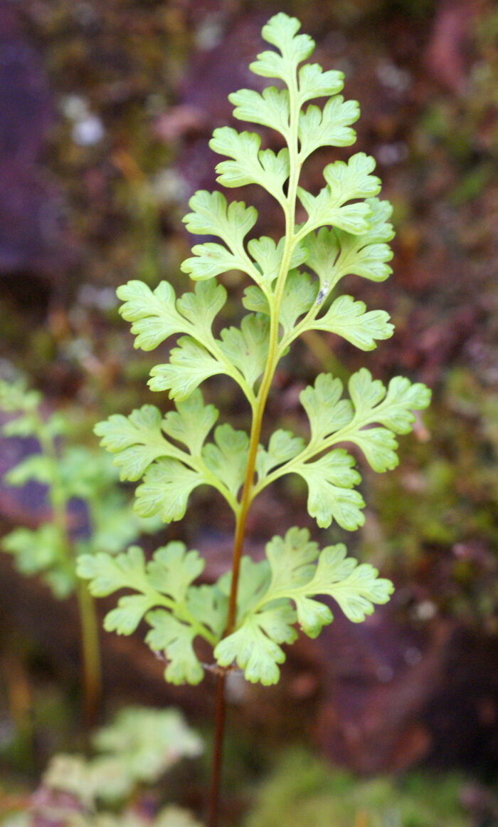 Flore de la Corse