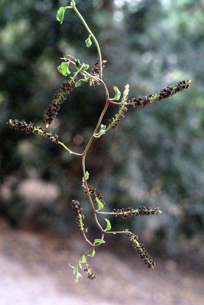 Flore de la Corse