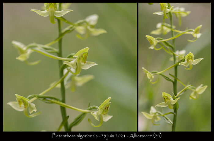 Flore de la Corse