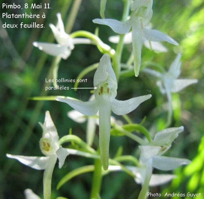 Flore de la Corse