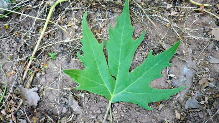 Flore de la Corse