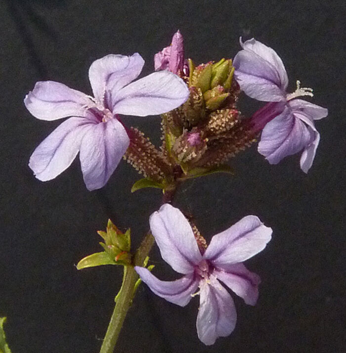 Flore de la Corse