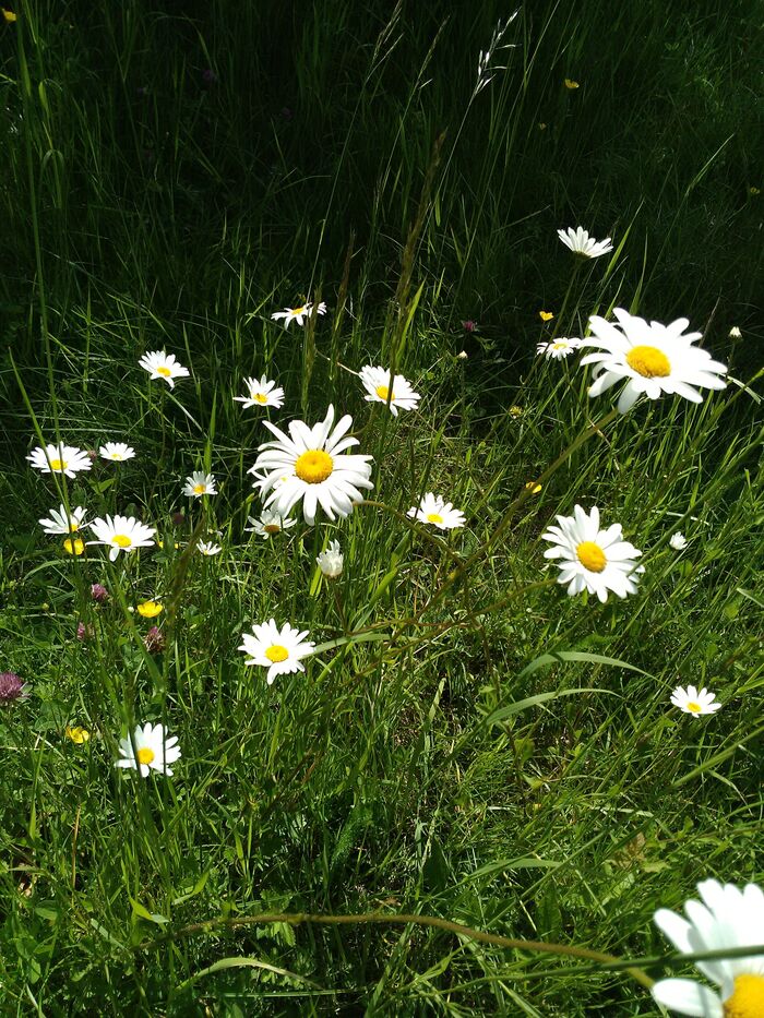 Flore de la Corse