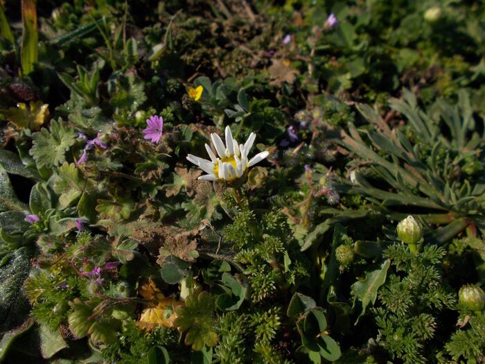 Flore de la Corse