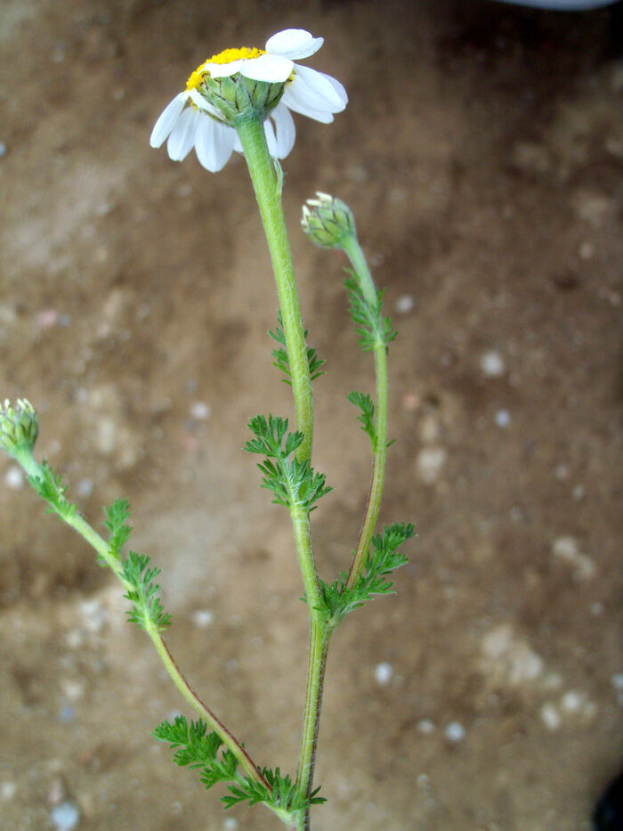 Flore de la Corse