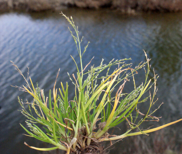 Flore de la Corse