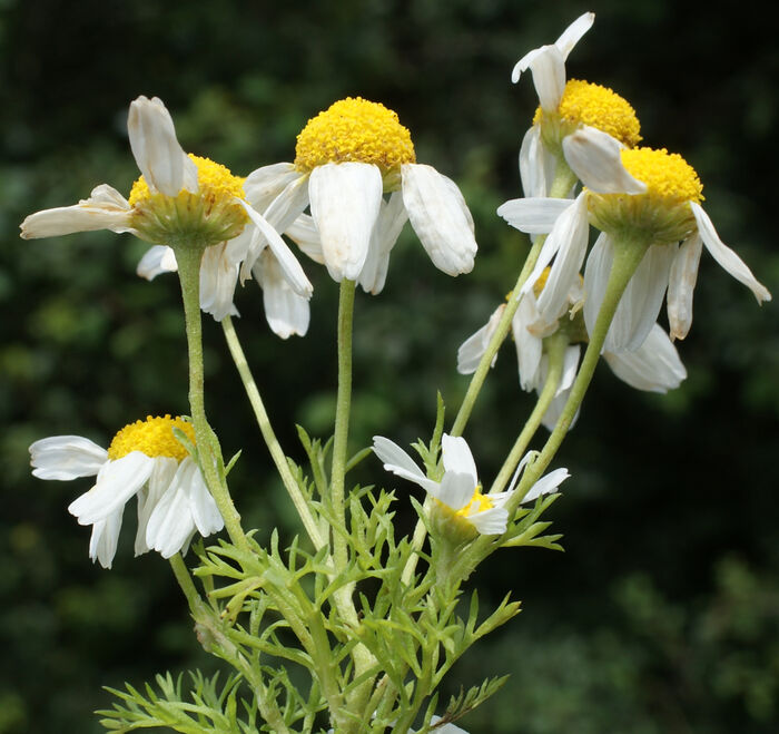 Flore de la Corse