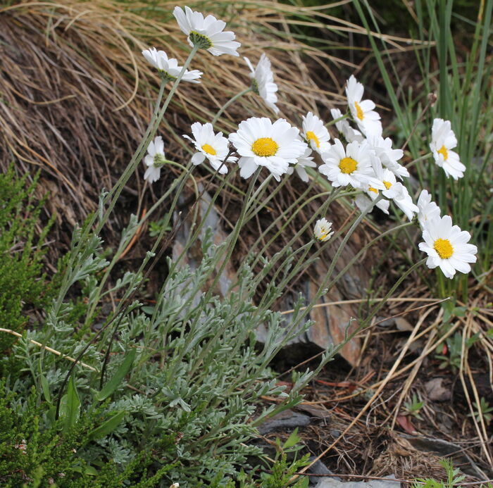 Flore de la Corse