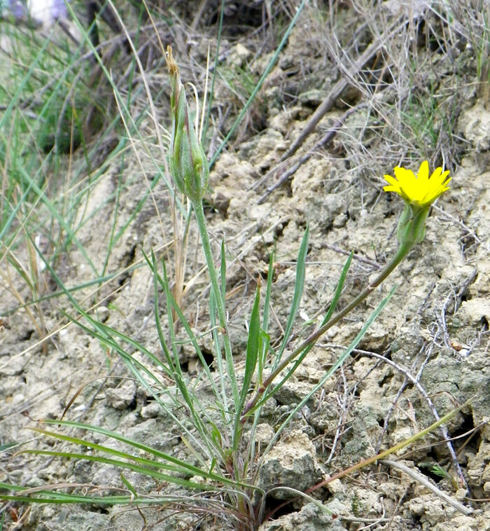 Flore de la Corse