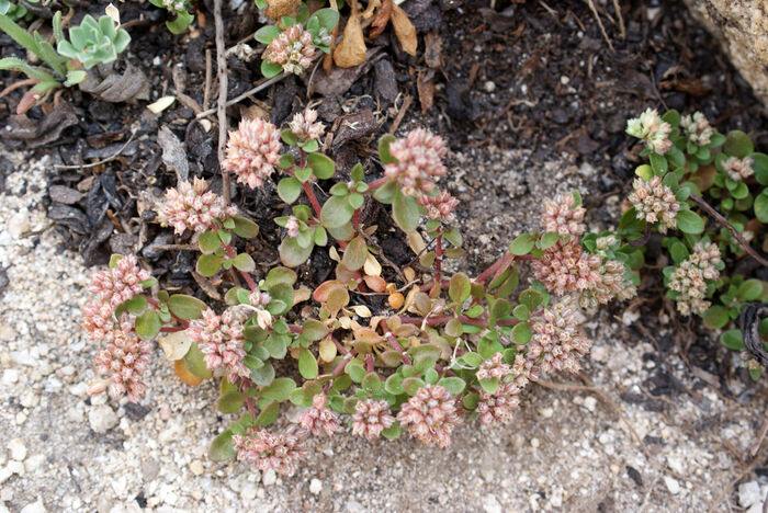 Flore de la Corse