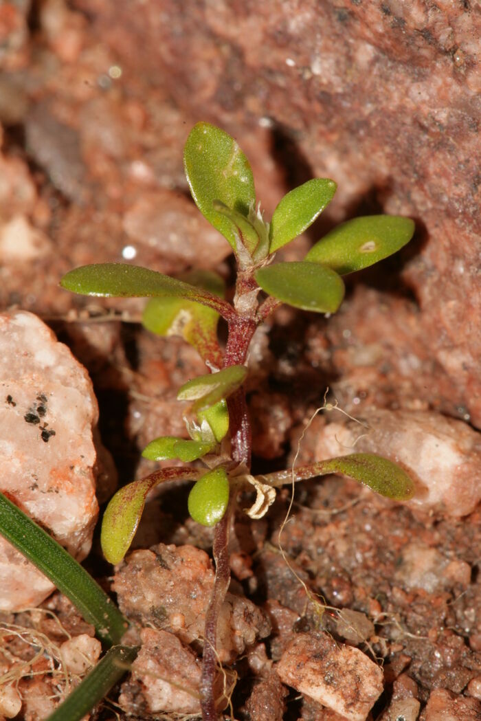 Flore de la Corse