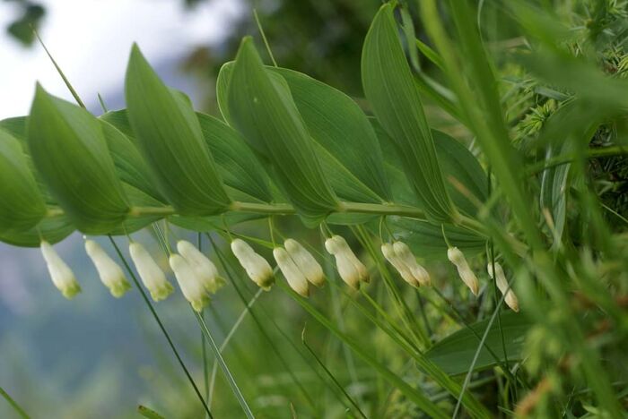 Flore de la Corse