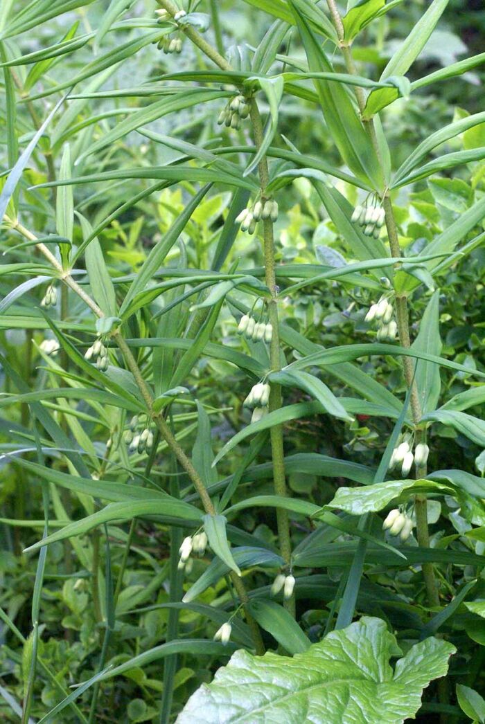 Flore de la Corse