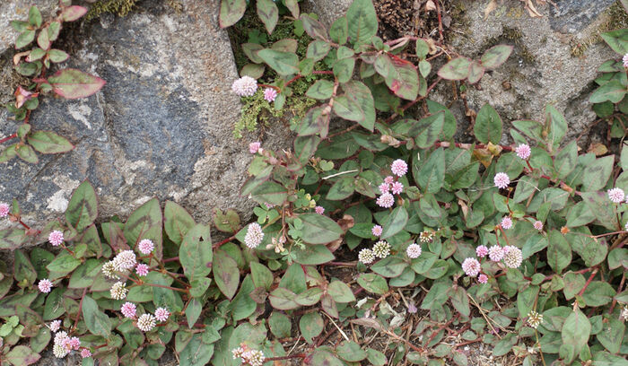 Flore de la Corse