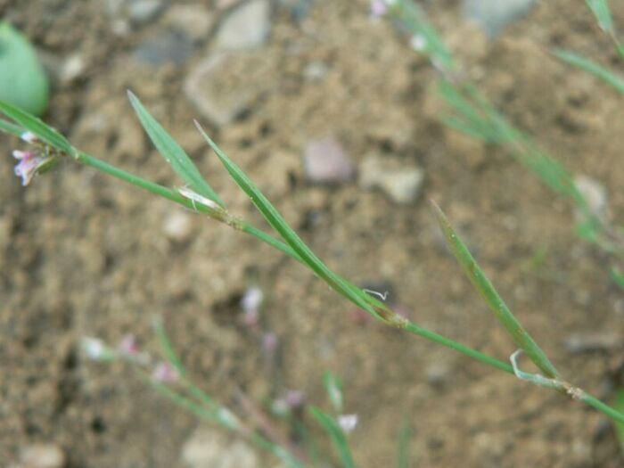 Flore de la Corse