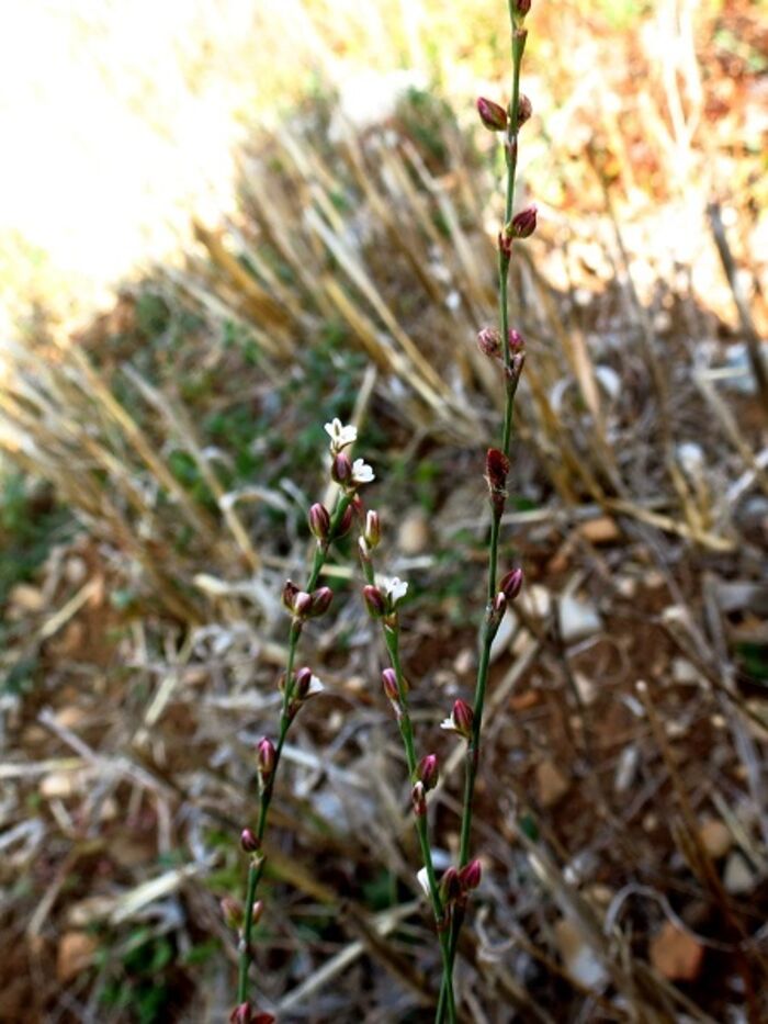 Flore de la Corse