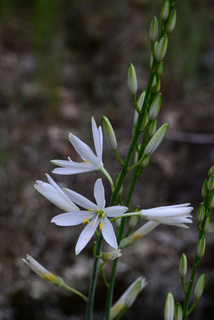 Flore de la Corse