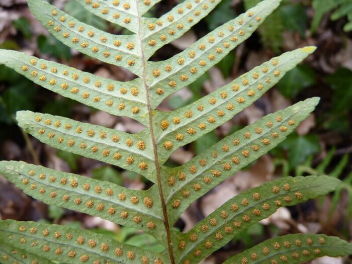 Flore de la Corse