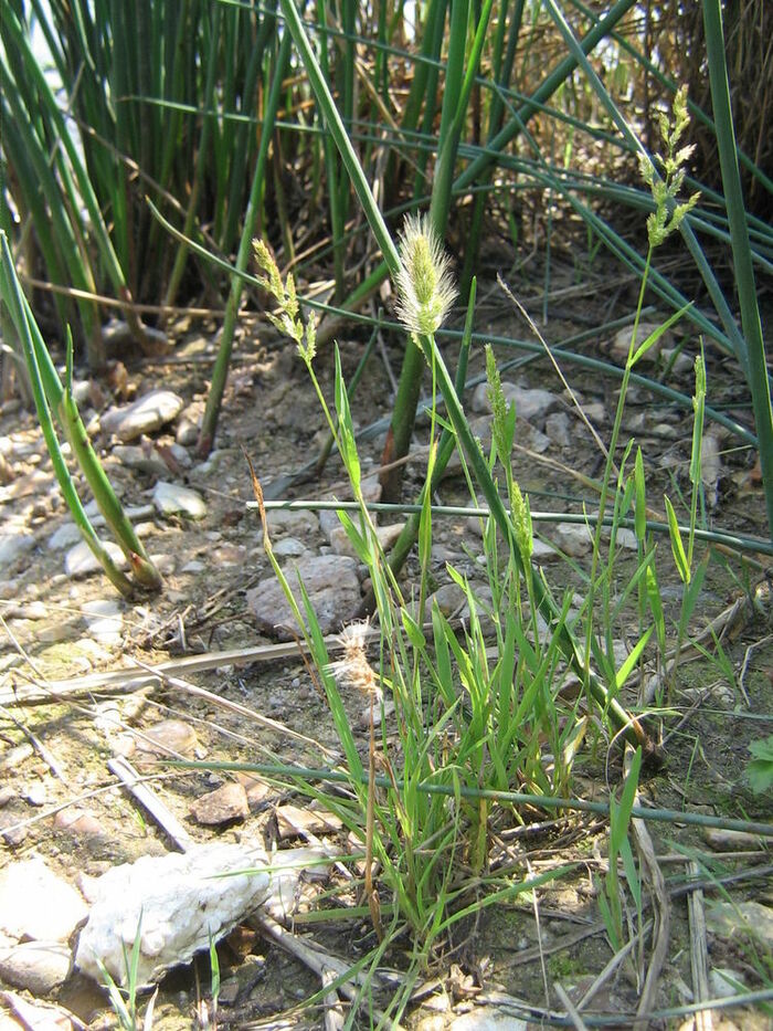 Flore de la Corse