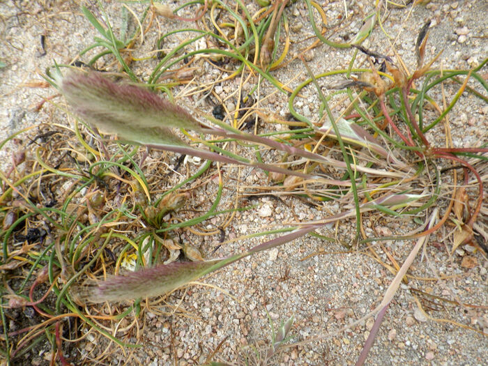 Flore de la Corse