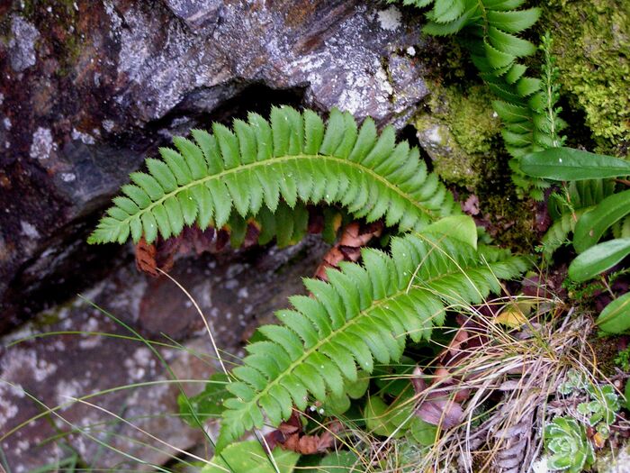 Flore de la Corse