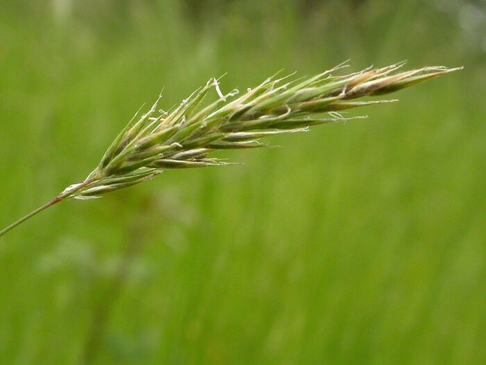 Flore de la Corse