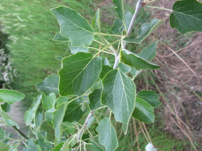 Flore de la Corse