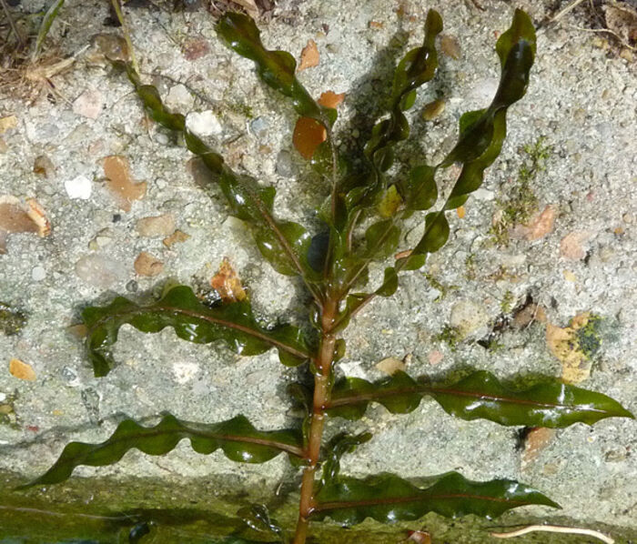 Flore de la Corse