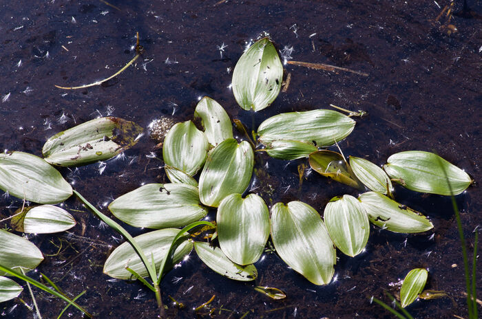 Flore de la Corse