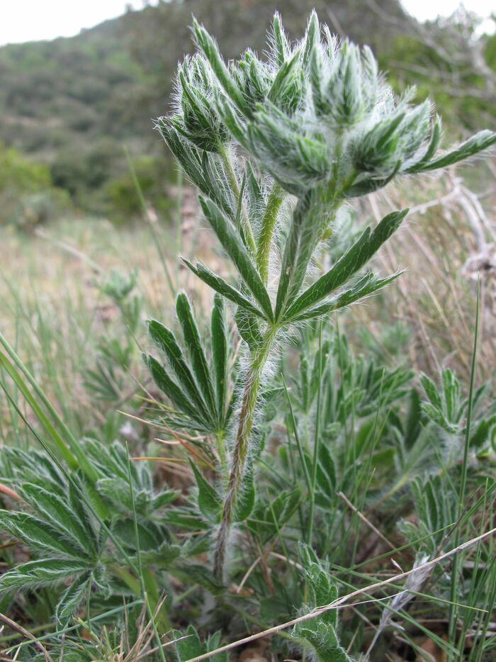 Flore de la Corse