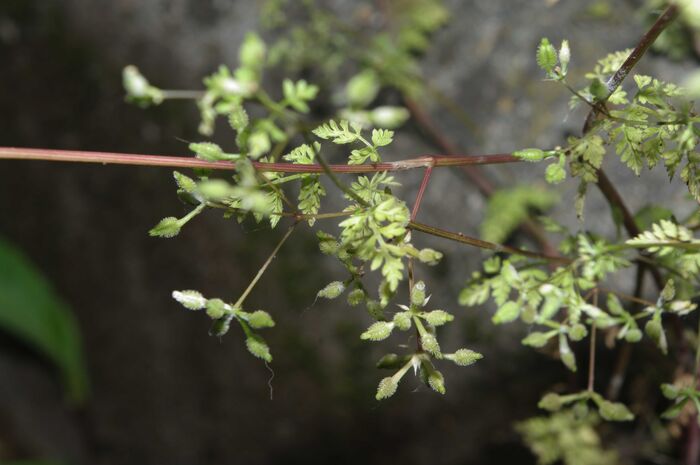 Flore de la Corse