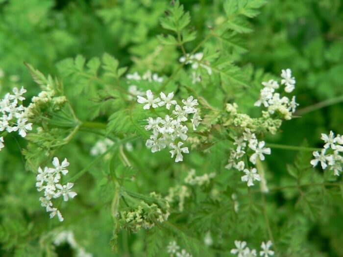 Flore de la Corse