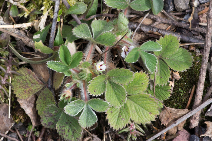 Flore de la Corse