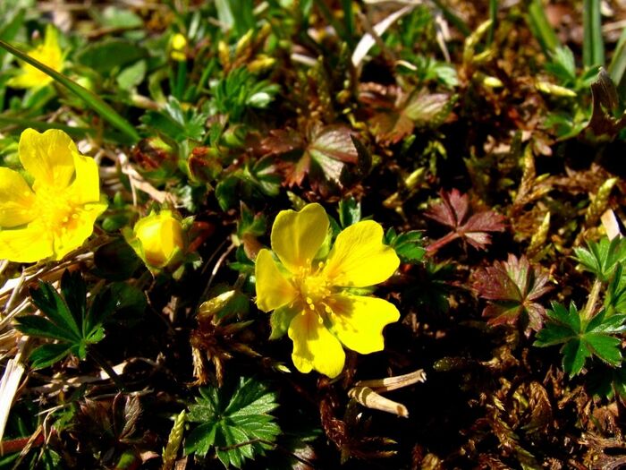 Flore de la Corse