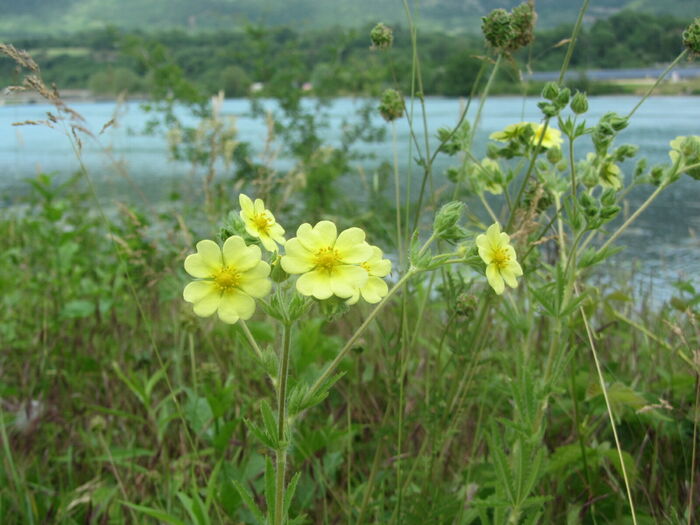 Flore de la Corse