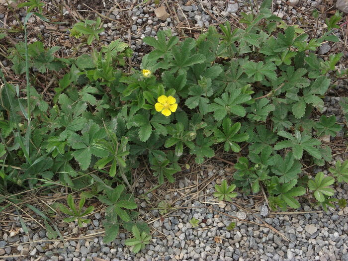 Flore de la Corse