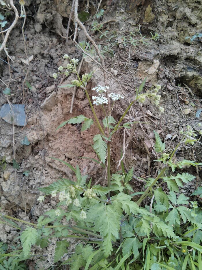 Flore de la Corse