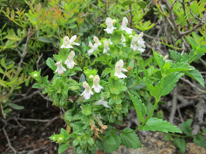 Flore de la Corse