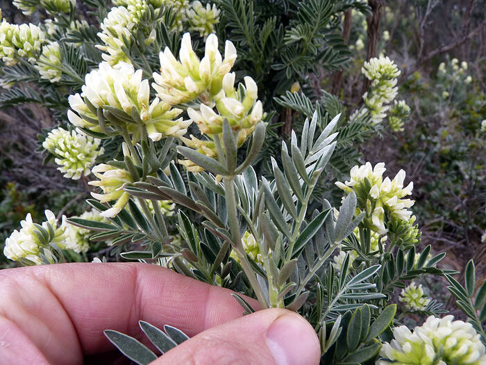 Flore de la Corse