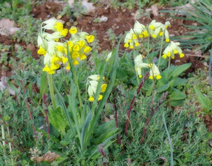 Flore de la Corse