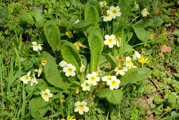 Flore de la Corse