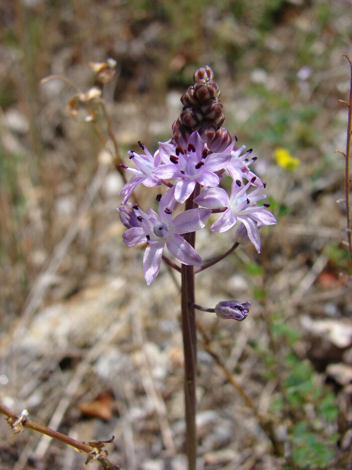 Flore de la Corse