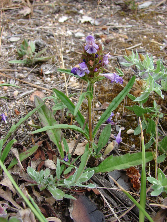 Flore de la Corse