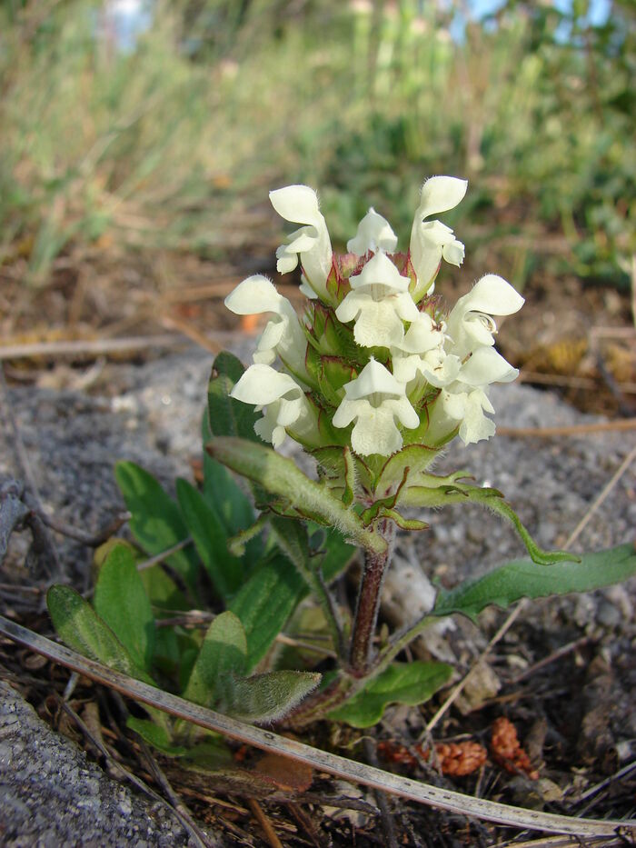 Flore de la Corse